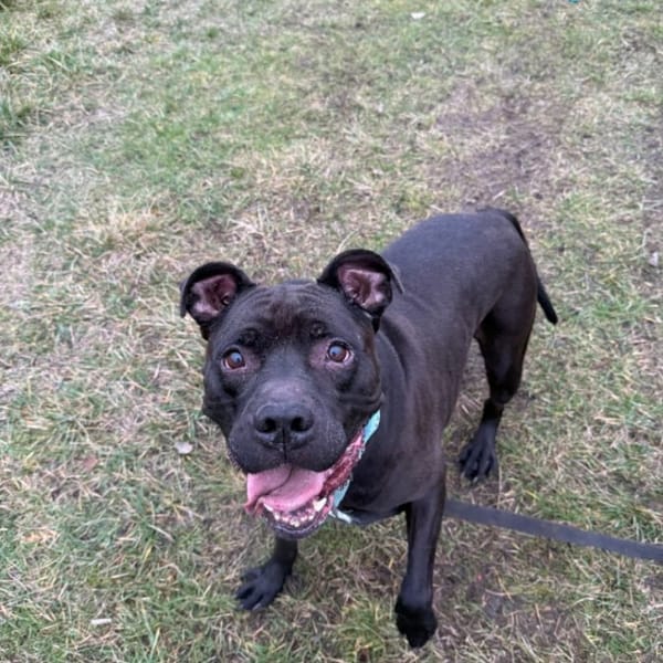 Res — Amstaff American Staffordshire Terrier