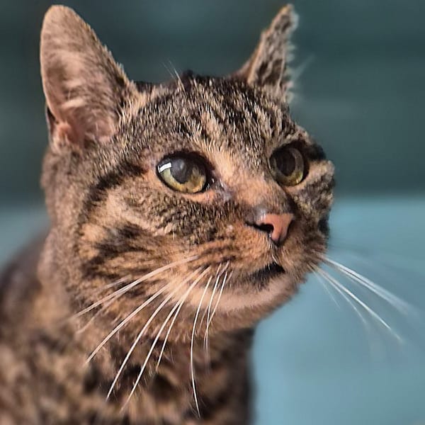 STELLA — Européen