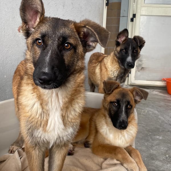 DIVA — Pastore Belga