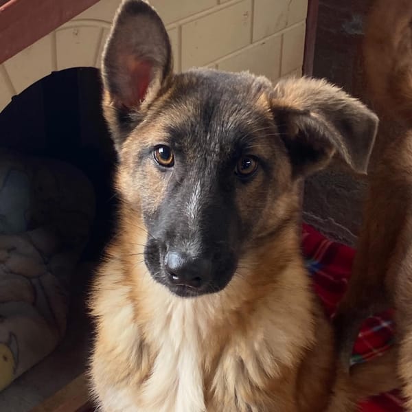 DAFNE — Pastore Belga