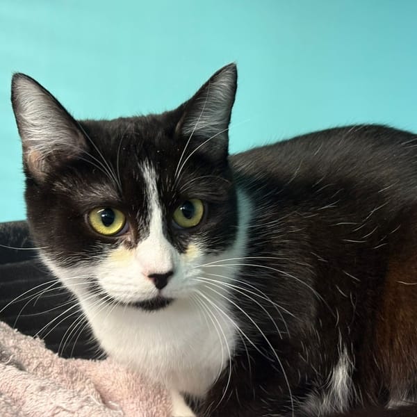 Tictac — Européen