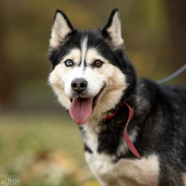 Adri — Husky Syberyjski