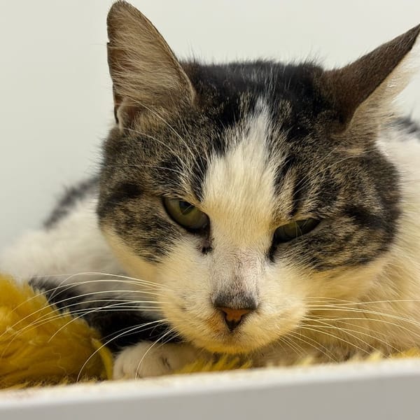 APHRODITE — Européen