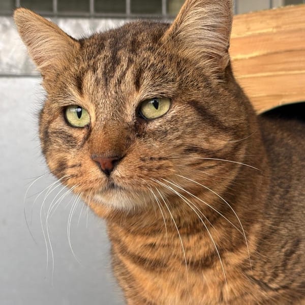 PATACHON — Européen