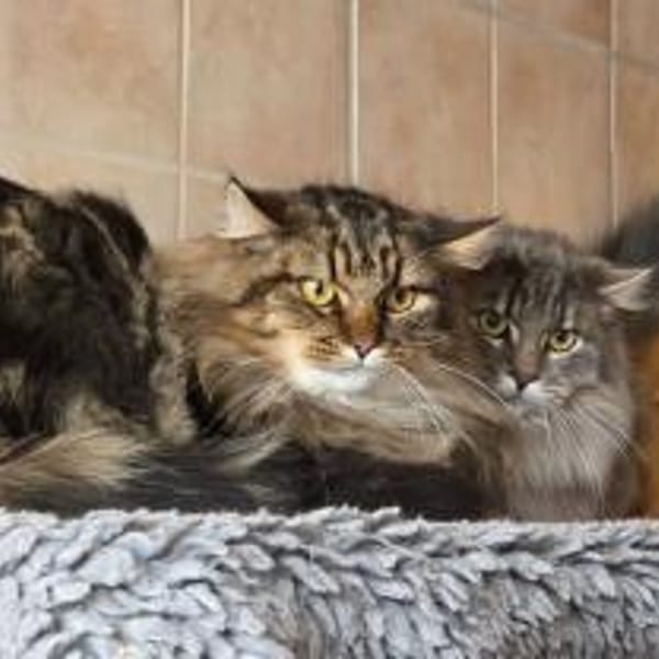 viele Katzen aller Farben/Alters — Alle Farben