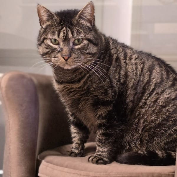 ZANZIBAR — Européen