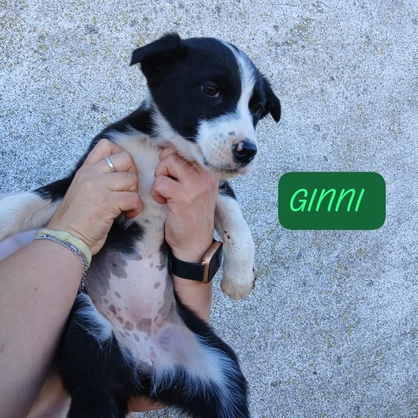 GINNI, RON Y MINERVA — Border Collie