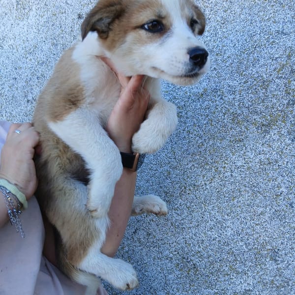 DRACO Y HERMIONE — Border Collie