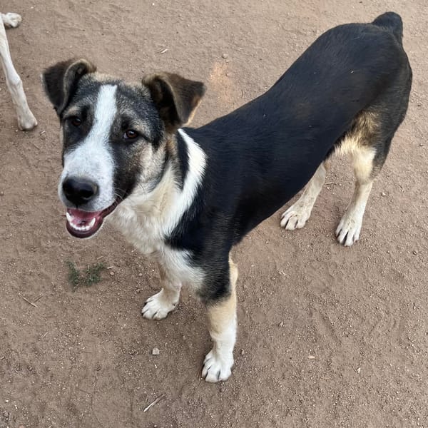 Rufián — Mastín Español