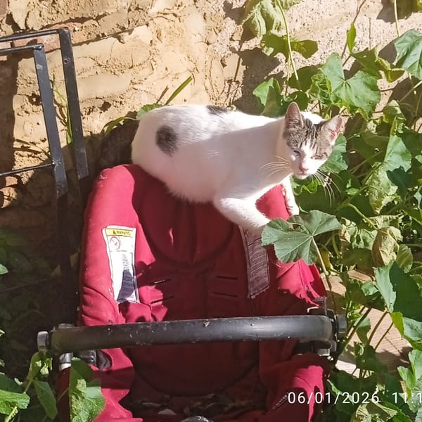 Chiqui — Gato Común