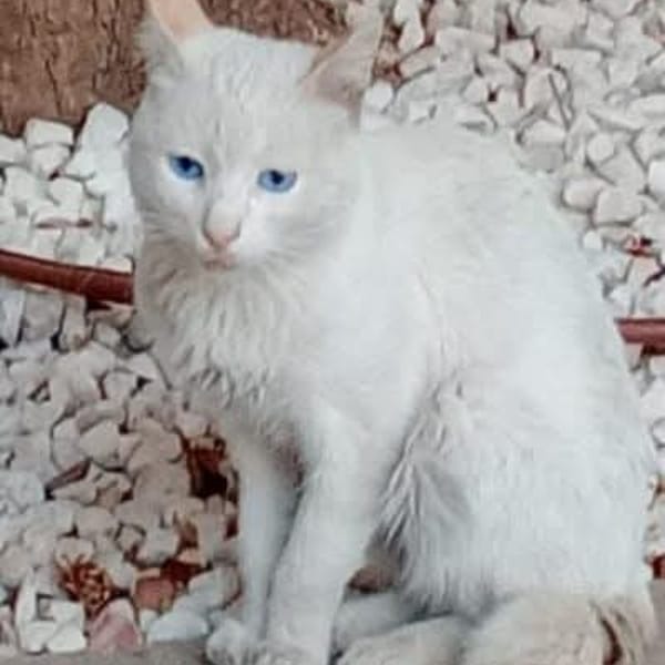 Blanco — Gato Común