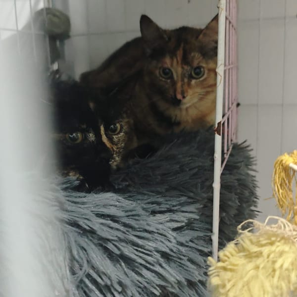 Kira y canela — Unknown