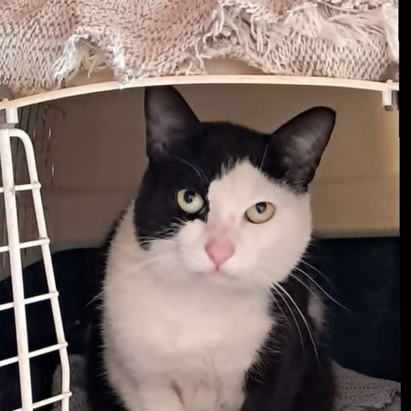 Lo han abandonado — Unknown