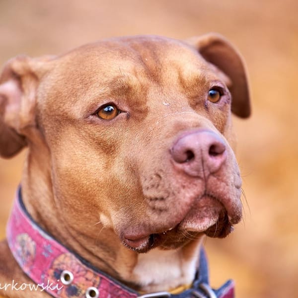 Ivar — Amstaff/pitbull