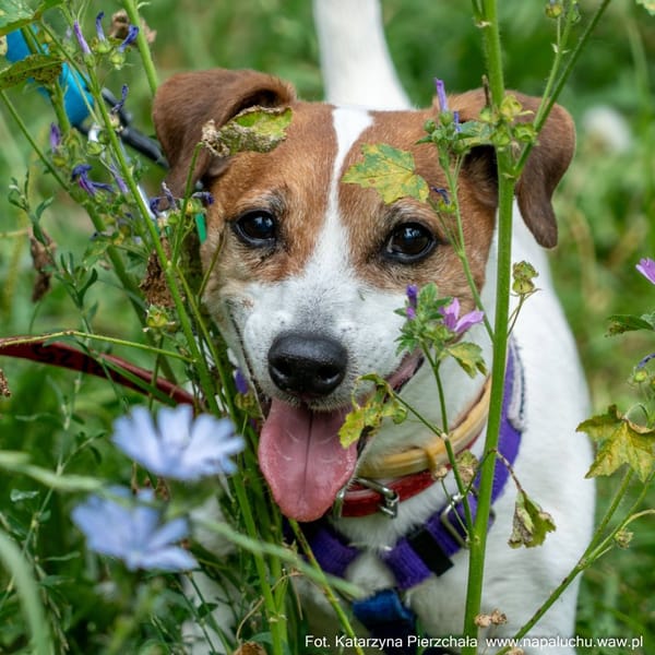 Marian — Jack Russell Terrier