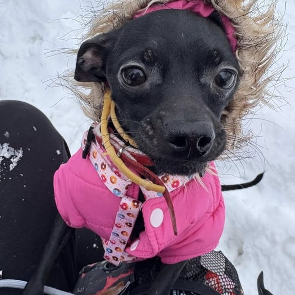 Król Julian — Pinczer