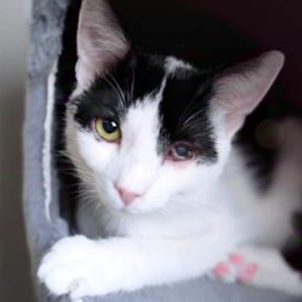 Pinsel und Polly suchen ein Zuhause — Europäisch Kurzhaar