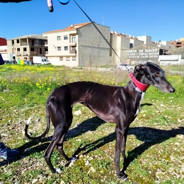 Jara — Galgo Español