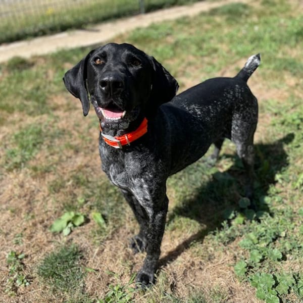 ZERBINO — Croisé / Autre