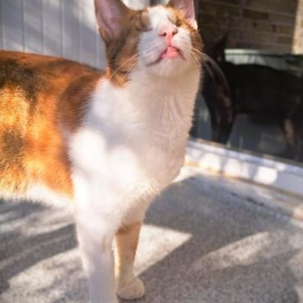 Neyla sucht ein liebevolles Zuhause — Europäisch Kurzhaar