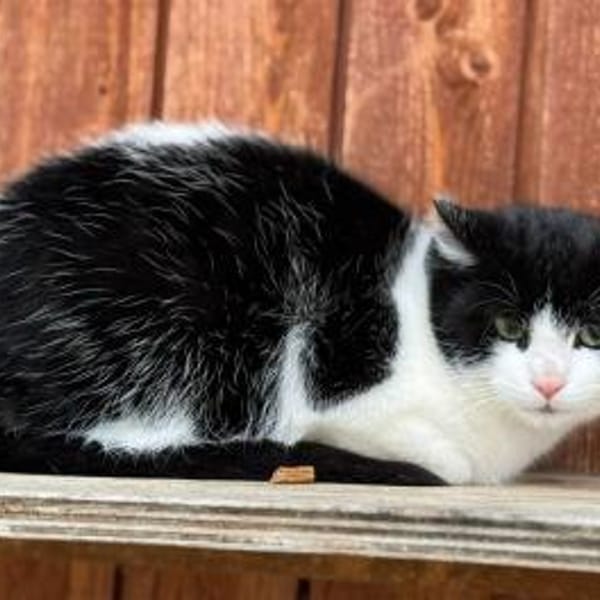 Jack — Europäisch Kurzhaar