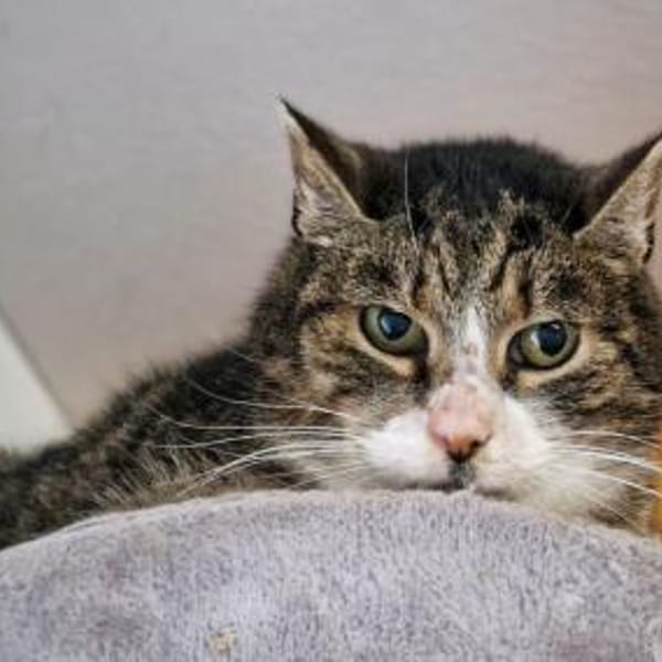 Erni — Europäisch Kurzhaar