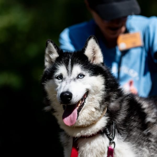 Kajla — Husky Syberyjski