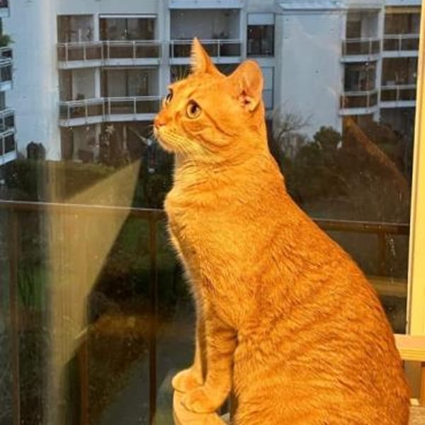 Jefa - Das Schicksal will es anders — Europäische Hauskatze