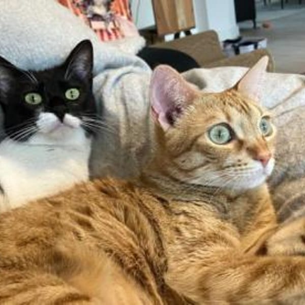 Martina - Das Schicksal will es anders — Europäische Hauskatze