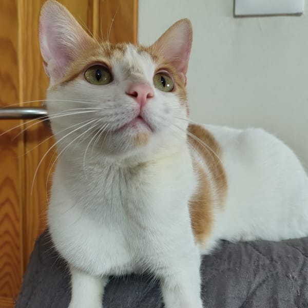 VAINILLA — Gato Común Europeo