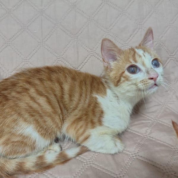 LILO — Gato Común Europeo