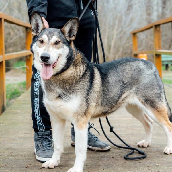 Odi — Husky Syberyjski