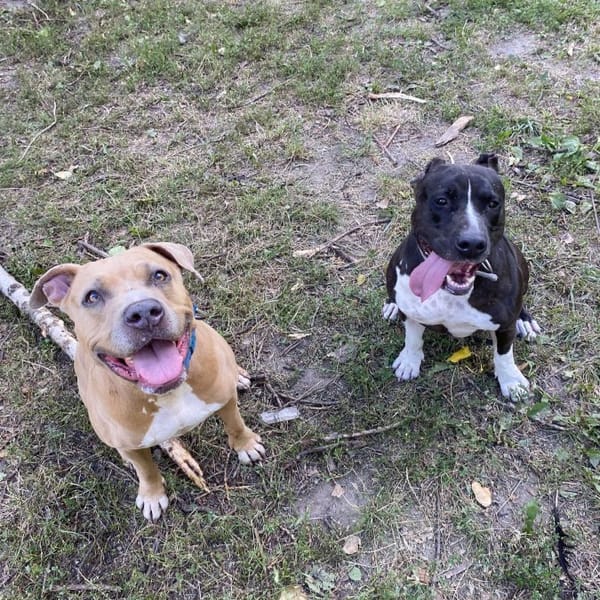 Gaja — Amstaff/pitbull