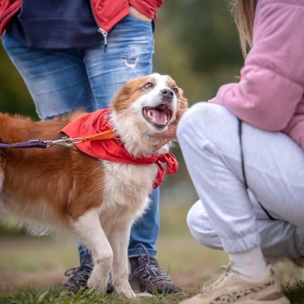 Aslan — Border Collie