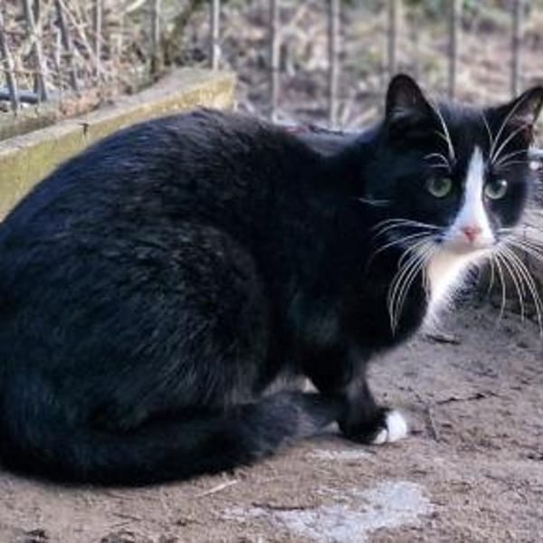 Kleiner Onkel — Europäisch Kurzhaar