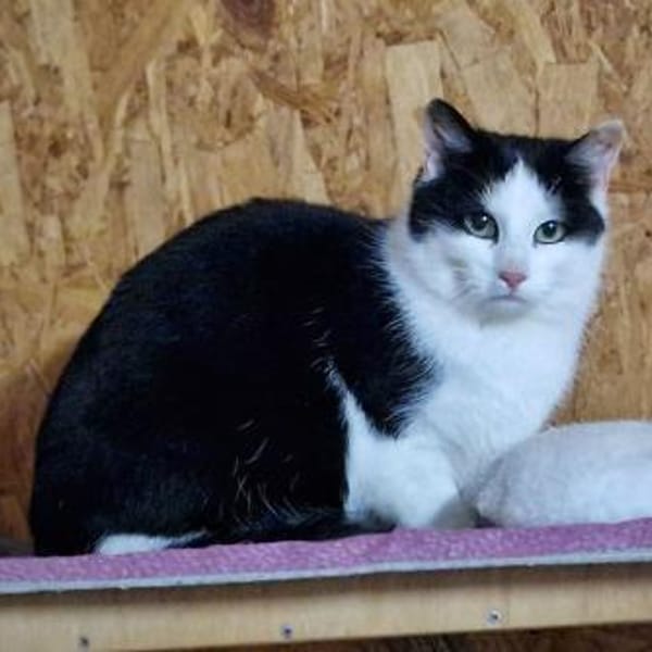 Fred Feuerstein — Europäisch Kurzhaar