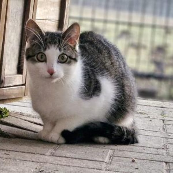 Kleiner Donner — Europäisch Kurzhaar