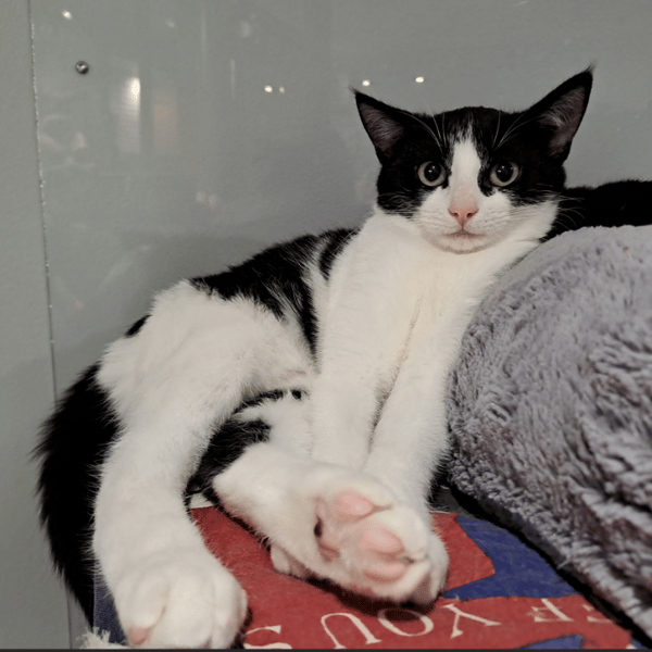 ACHILE — Européen