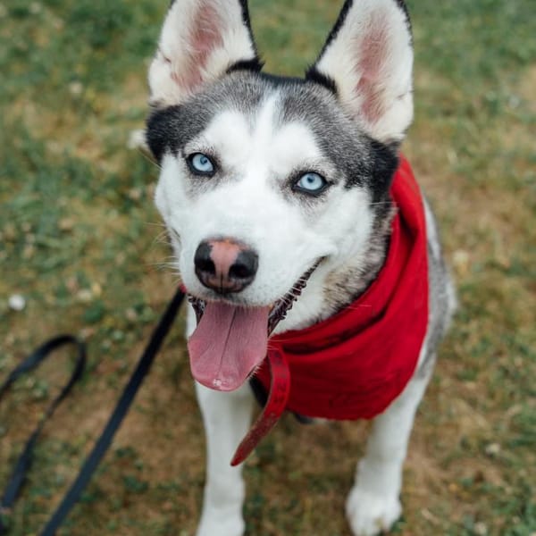 Vambi — Husky Syberyjski