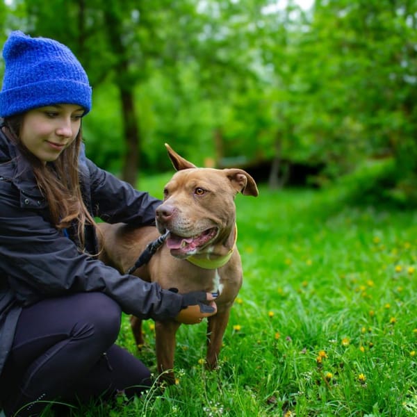 Edek — Amstaff/pitbull
