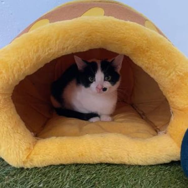 Pam und Pom suchen Liebe — Pom Und Pam