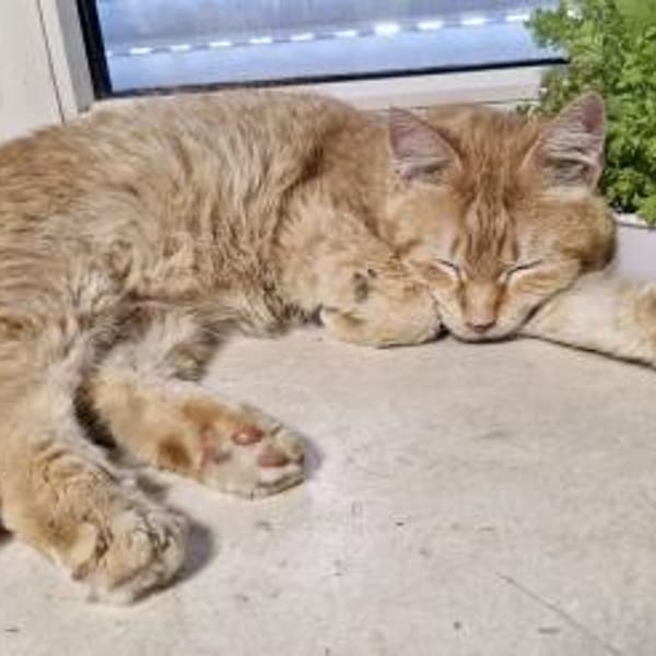 Rossina... — Europäisch Kurzhaar