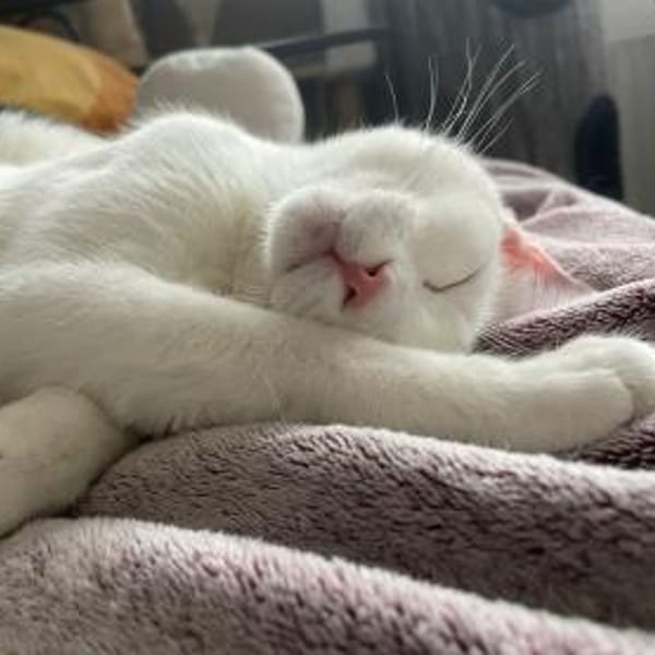 Probiers mal mit Gemütlichkeit — Ekh