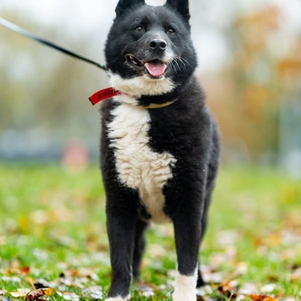 Apo — Karelski Pies Na Niedźwiedzie