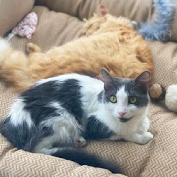 Zuckersüße Pioggia sucht Zuhause — Europäisch Kurzhaar