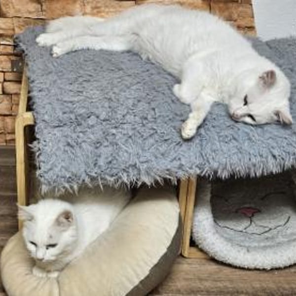 LUKE -sucht Paten und Streicheleinheiten — Khao Manee