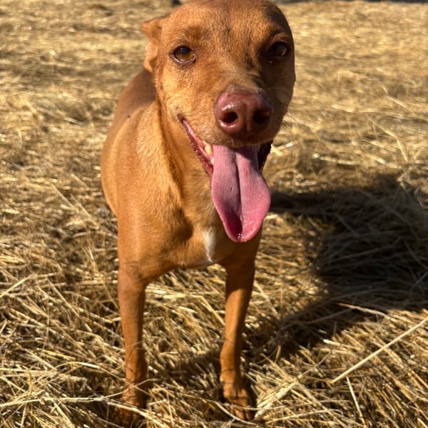 PALITO — Podenco Canario