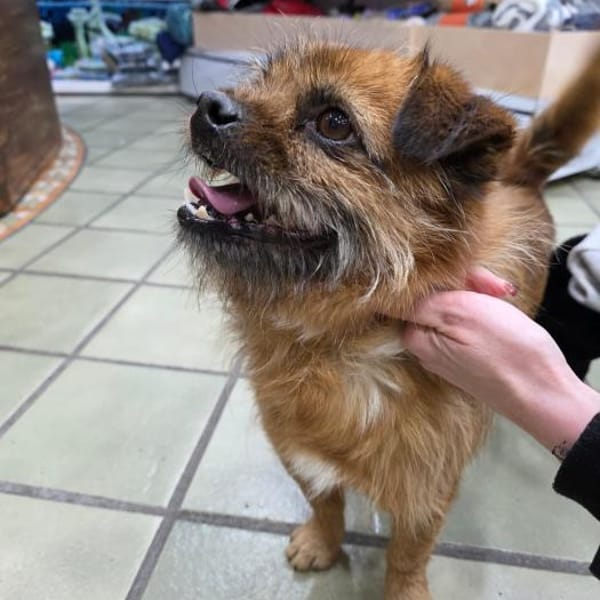 Mauricio — Cruzado