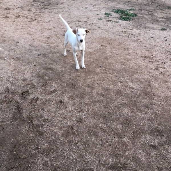 Légolas — Cruzado