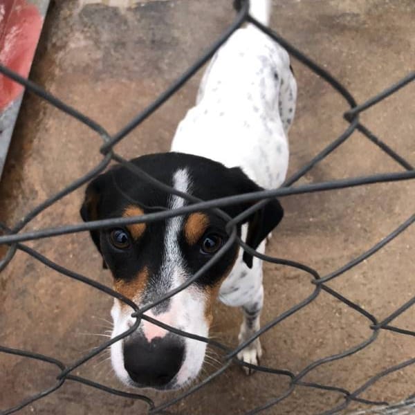 Charlie — Bodeguero